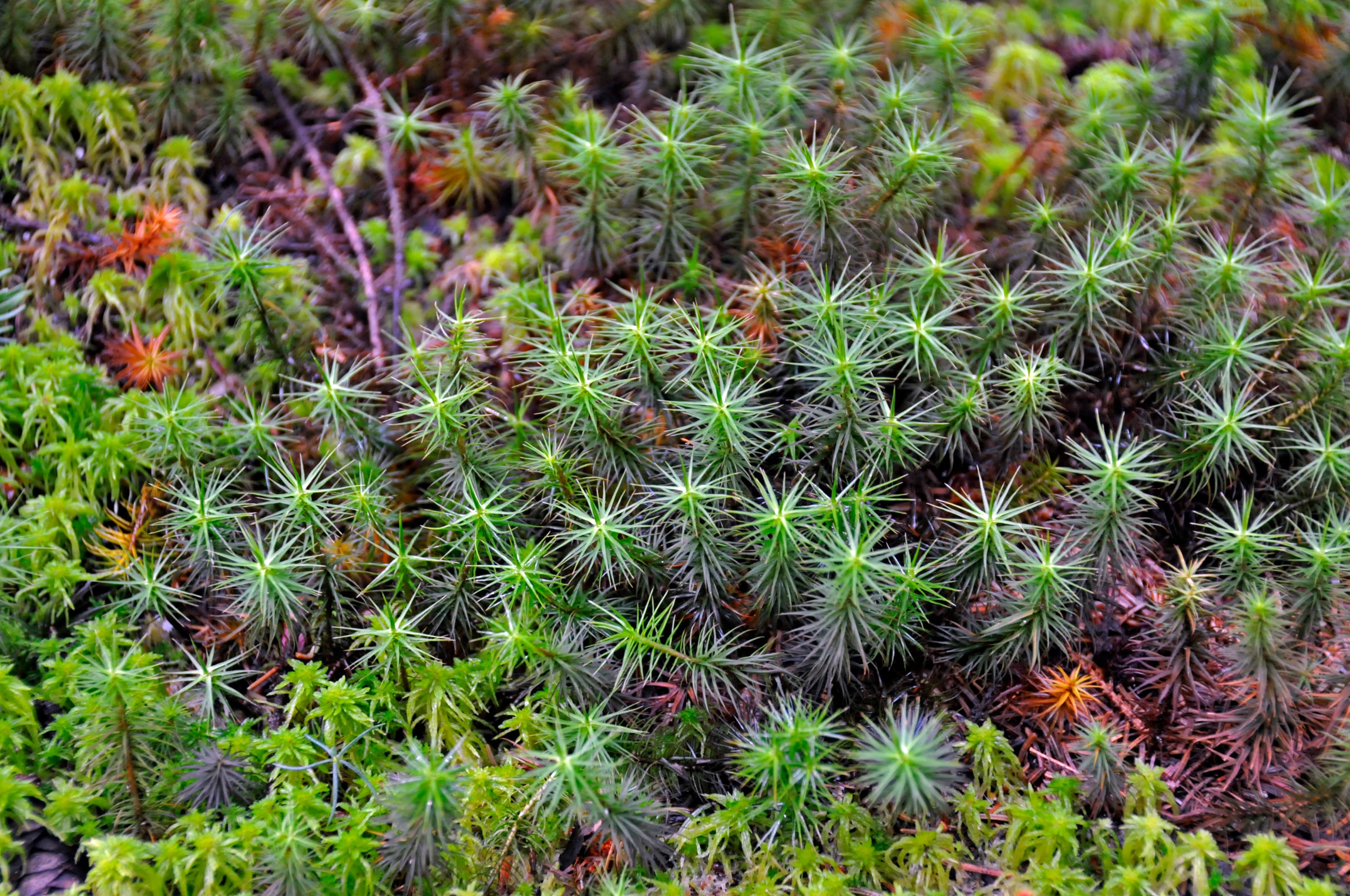 Scenic landscape at Wapack National Wildlife Refuge near New Ipswich, New Hampshire